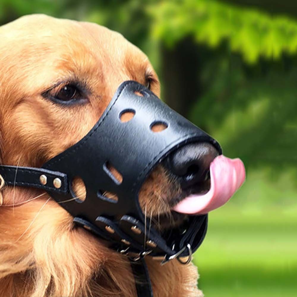 Pet Supplies Plus - Anti-Biting Secure Anti Bark Chewing For