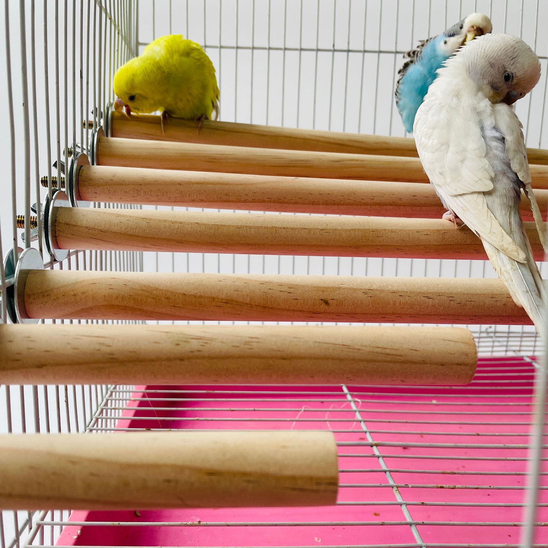 Pet X Supplies & Tack Howell Photos - Parrot Pet Raw Standing Stick Wood