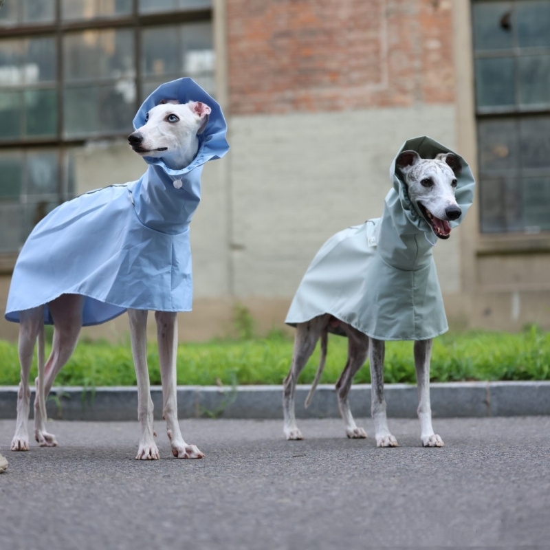 Solid Color Raincoat for Itali - Dog Raincoat ulasan dan harga