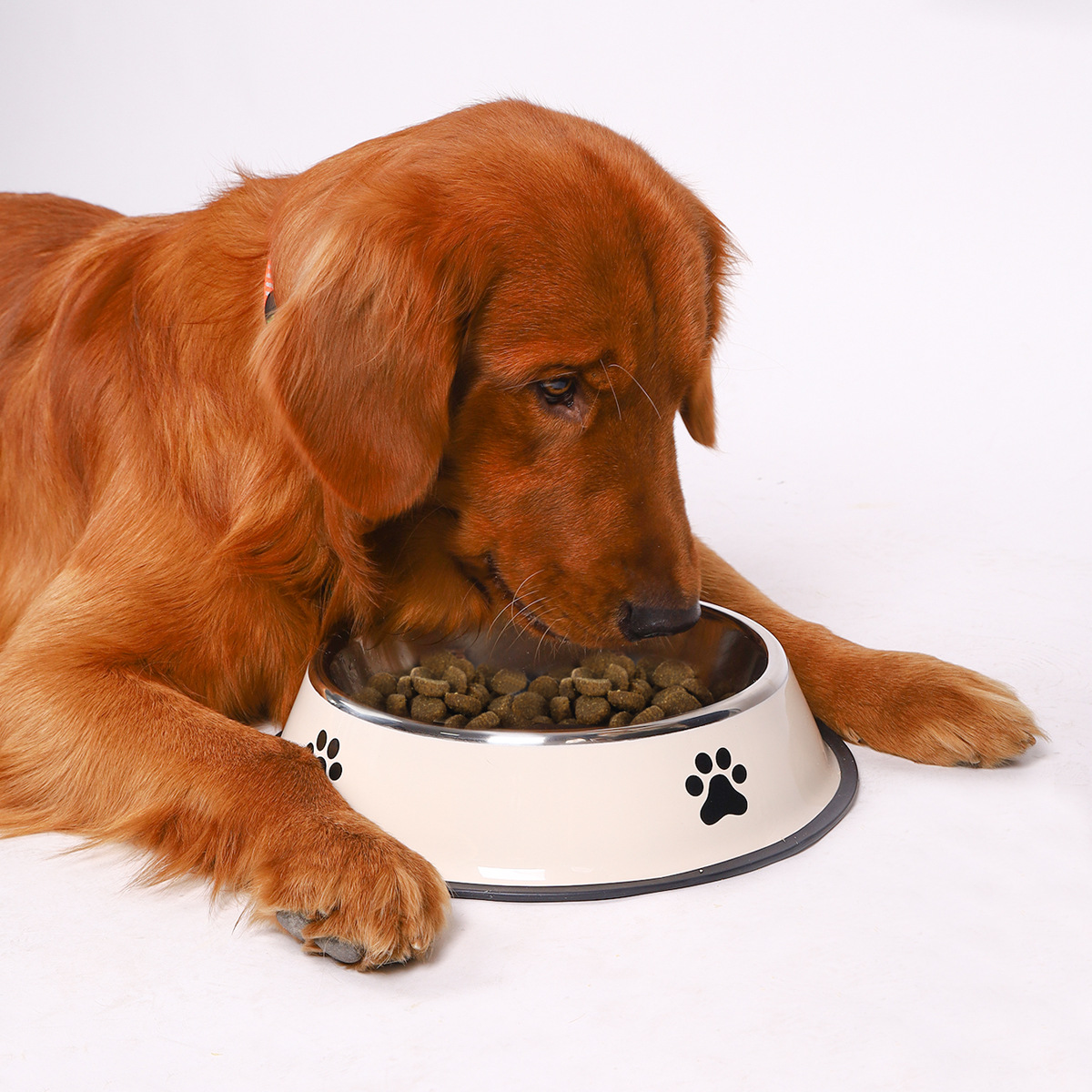 Stainless Steel Pet Bowl Cat B - Pet Supplies Plus ulasan dan harga