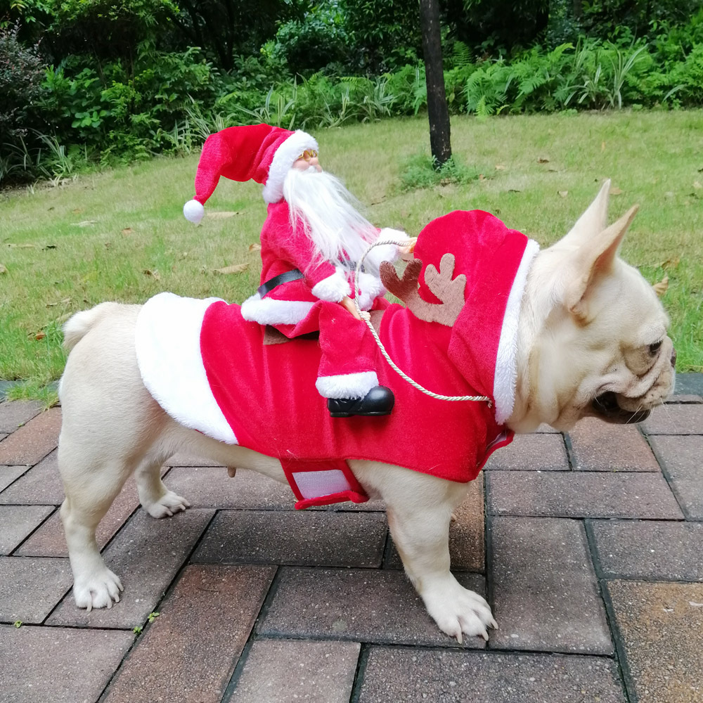 Winter Happy New Year Pet Cost - Pet Supplies York ulasan dan harga